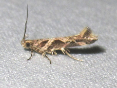 Aristotelia fungivorella