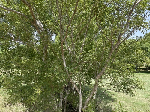 Vitex leucoxylon observed 2025-07-12
