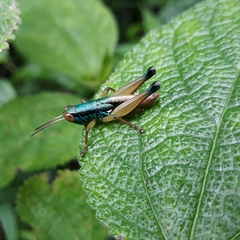 Caryanda spuria