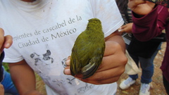 Rhynchocyclus brevirostris