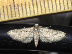 Eupithecia longidens