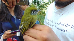 Rhynchocyclus brevirostris