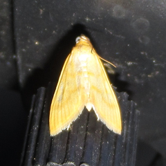 Helvibotys helvialis
