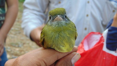 Rhynchocyclus brevirostris