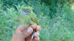 Rhynchocyclus brevirostris