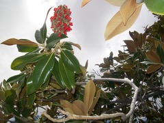Magnolia grandiflora