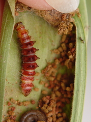 Exyra semicrocea