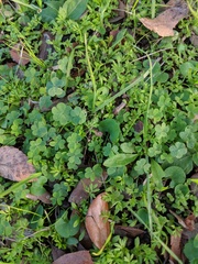 Melanthiaceae