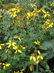 Bidens reptans