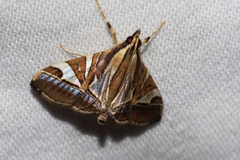 Agrioglypta fulguralis