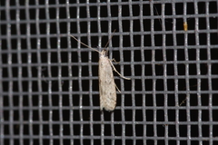 Glyptoteles leucacrinella