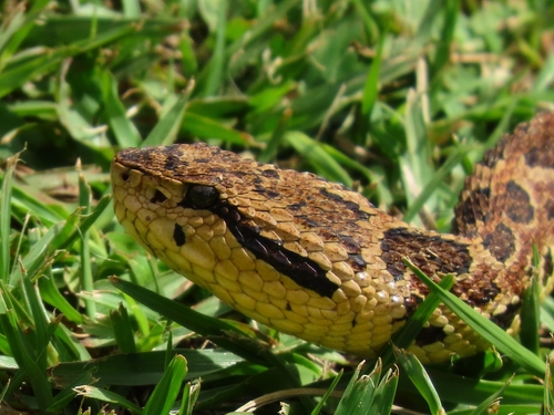 Photo of a Honduras Jumping Pit Viper (Metlapilcoatlus indomitus)