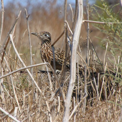 iNaturalist observation photo of Greater Roadrunner