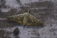 Glyphodes multilinealis