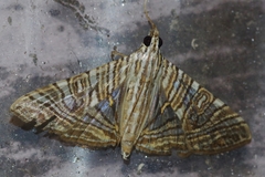 Glyphodes multilinealis