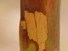 Exyra semicrocea