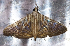 Glyphodes multilinealis