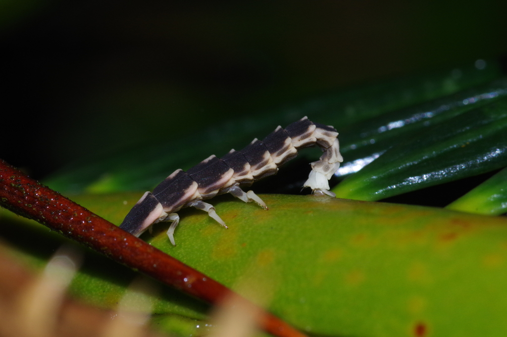 Pyrocoelia matsumurai