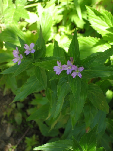 Whorled-leaved Willowherb (Epilobium alpestre)