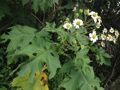 Montanoa bipinnatifida