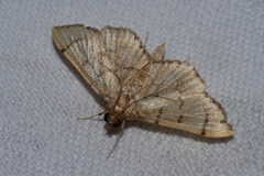 Omiodes decisalis
