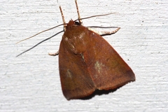 Xenochroa internifusca