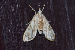 Cirrhochrista kosemponialis