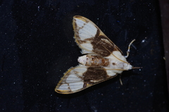Cirrhochrista kosemponialis
