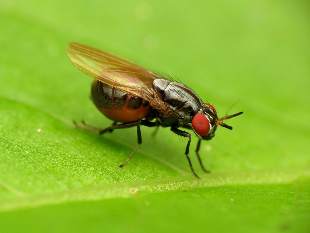 Acalyptrate Flies