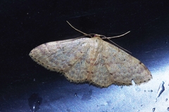 Idaea sakuraii