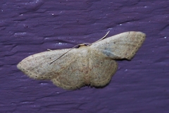 Idaea sakuraii