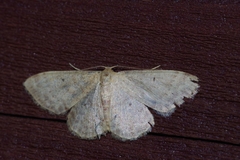 Idaea sakuraii