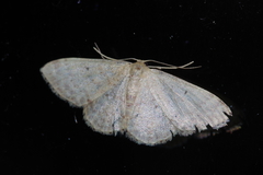 Idaea sakuraii