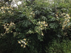 Montanoa bipinnatifida