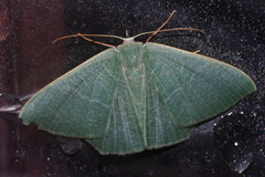 Thalassodes intaminata