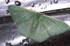 Thalassodes intaminata