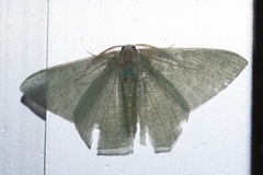 Thalassodes intaminata