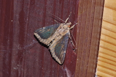 Ercheia dubia