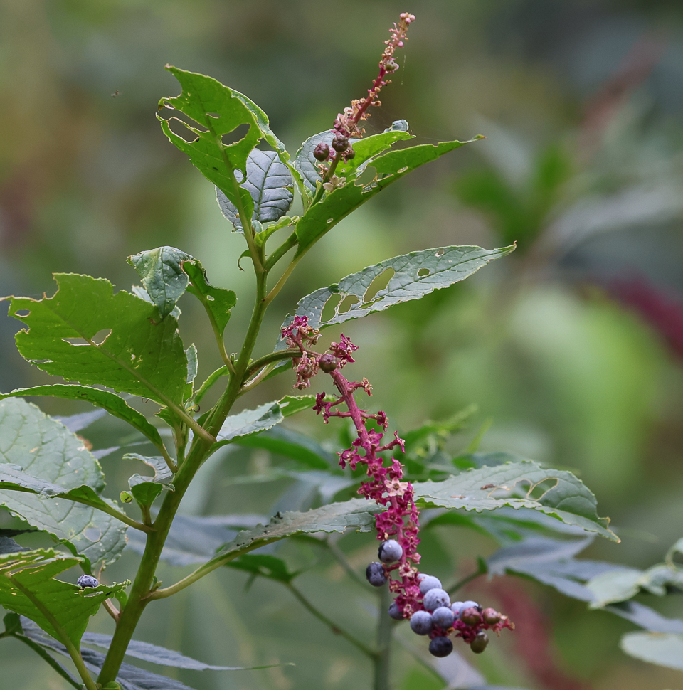 Phytolacca thyrsiflora