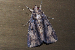Ercheia dubia
