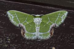 Protuliocnemis castalaria