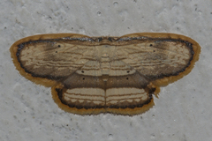 Drapetodes fratercula