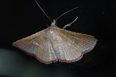 Banisia owadai