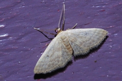 Idaea neovalida