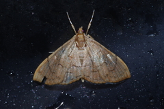 Hyalobathra illectalis