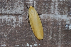 Eilema laevis