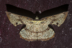 Corymica deducta