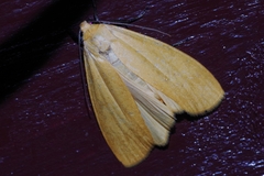Eilema laevis