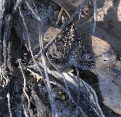 Dichromodes anelictis