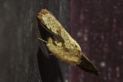 Corymica deducta